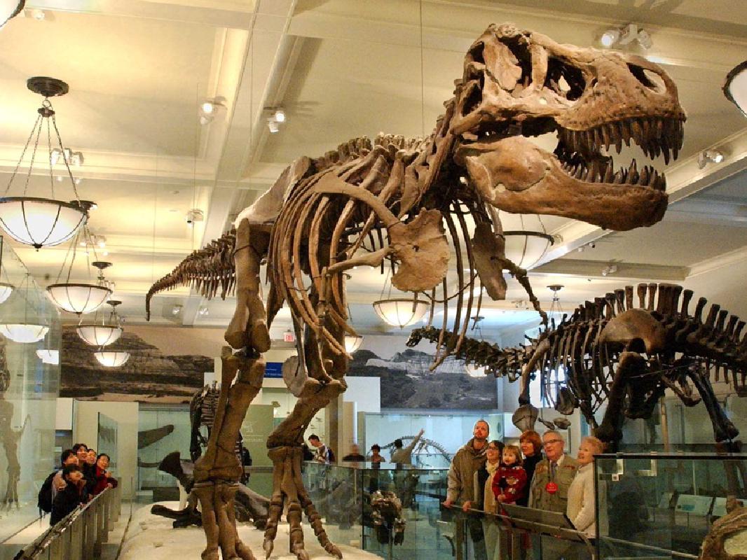 American Museum of Natural History Admission Tickets New York Get