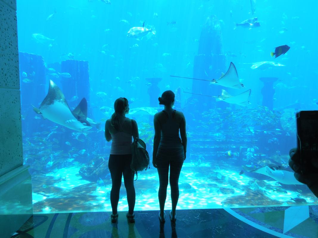 Atlantis The Palm Tickets to Lost Chambers Aquarium and ...