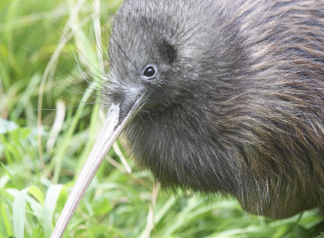 ニュージーランドの国鳥 キウイ に会いに行こう