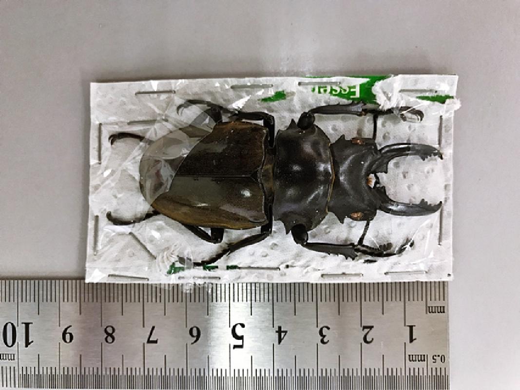 お子様満足度1 ボルネオ昆虫採集体験とクワガタ標本作り体験ツアー