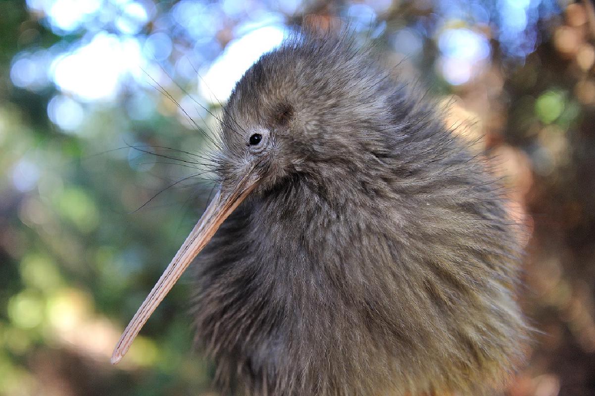 ニュージーランドの国鳥 キウイ に会いに行こう