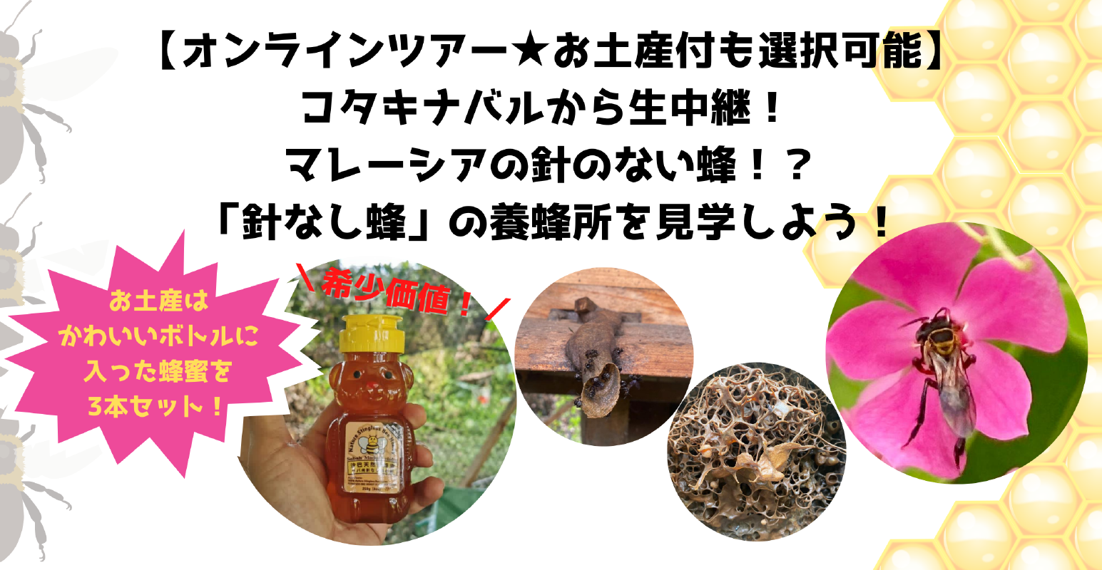 オンラインツアー お土産付も選択可能 コタキナバルから生中継 希少価値マレーシアの針のない蜂 針なし蜂 の養蜂所見学しよう