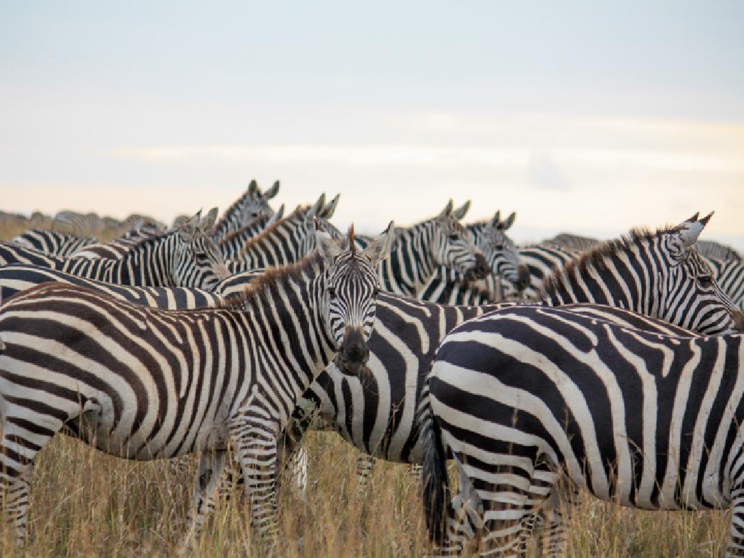 ケニアのオプショナルツアー 現地ツアー 比較してお得に予約しよう おすすめ旅行を探すならトラベルブック Travelbook