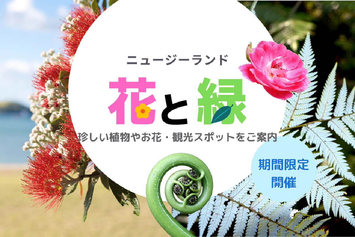 期間限定ツアー ニュージーランド生中継 ベテランガイドと巡る 花と緑のオンラインツアー