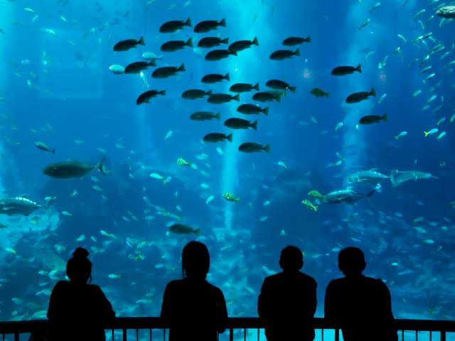 シンガポール セントーサ島のオプショナルツアー 現地ツアーを比較 格安予約 トラベルコ